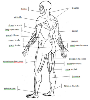 Morphologie dos