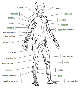 Morphologie face 